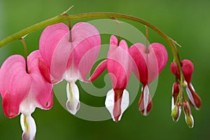 Bleeding Hearts photo