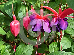 Bleeding Hearts photo