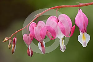 Bleeding Hearts photo