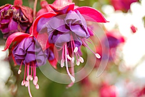 Bleeding Hearts photo