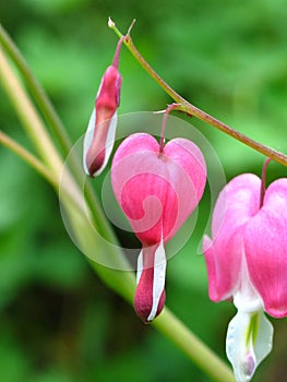 Bleeding Hearts photo