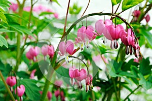 Bleeding hearts