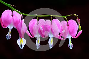 Bleeding hearts in bloom photo