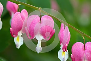 Bleeding hearts blooming