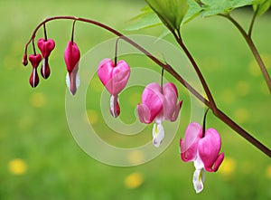 Bleeding hearts flower