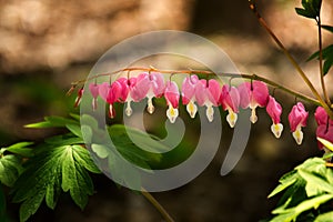 Bleeding Hearts - Dicentra formosa