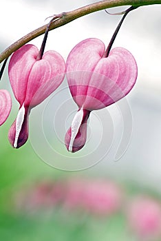 Bleeding Hearts - Dicentra spectabilis