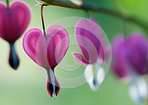 Bleeding Hearts - Dicentra spectabilis