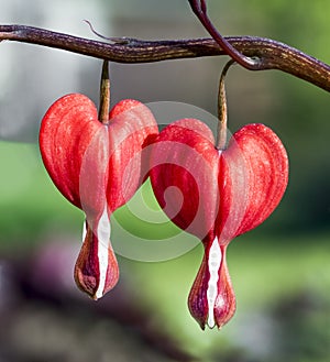 Bleeding Hearts Duet