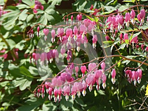 Bleeding-hearts Flowers