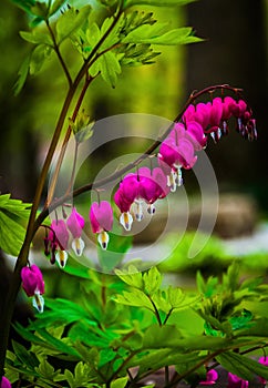 Bleeding hearts flowers surrounded by green leaves