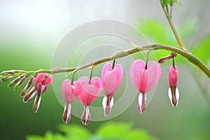 Bleeding Hearts