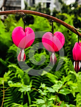 The bleeding hearts are in full bloom.