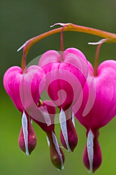 Bleeding hearts