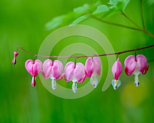 Bleeding Hearts photo