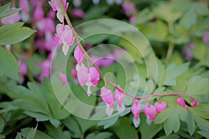 Bleeding hearts up close and personal