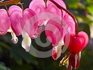 Bleeding Hearts