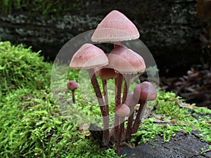 Bleeding Mycena - Mycena haematopus