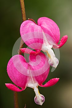 Bleeding pink Heart Flowers (Dicentra spectabilis or Lamprocapnos spectabilis)