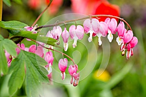 Bleedingheart bush in the spring