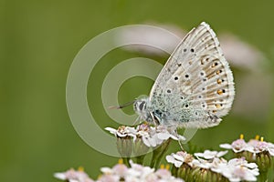 Bleek blauwtje, Chalk-hill Blue, Polyommatus coridon