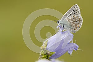 Bleek blauwtje, Chalk-hill Blue, Polyommatus coridon