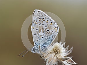 Bleek blauwtje, Chalk-hill Blue, Polyommatus coridon