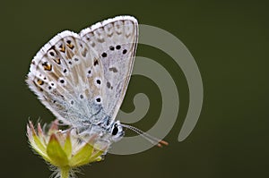 Bleek blauwtje, Chalk-hill Blue, Polyommatus coridon