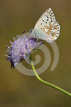 Bleek blauwtje, Chalk-hill Blue, Polyommatus coridon