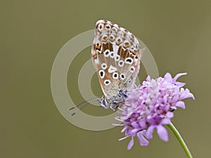 Bleek blauwtje, Chalk-hill Blue, Polyommatus coridon