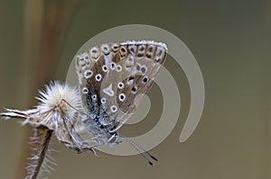 Bleek blauwtje, Chalk-hill Blue, Polyommatus coridon