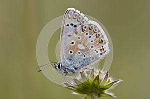 Bleek blauwtje, Chalk-hill Blue, Polyommatus coridon