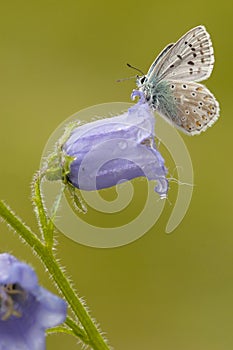 Bleek blauwtje, Chalk-hill Blue, Polyommatus coridon