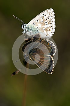 Bleek blauwtje, Chalk-hill Blue, Polyommatus coridon