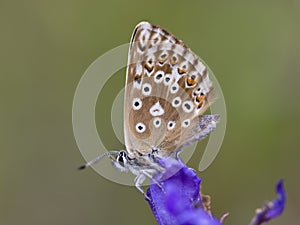 Bleek blauwtje, Chalk-hill Blue, Polyommatus coridon