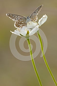 Bleek blauwtje, Chalk-hill Blue, Polyommatus coridon