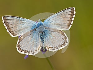 Bleek blauwtje, Chalk-hill Blue, Polyommatus coridon photo