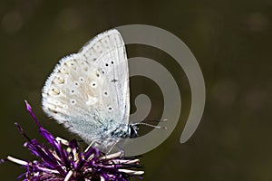 Bleek blauwtje, Chalk-hill Blue, Polyommatus coridon