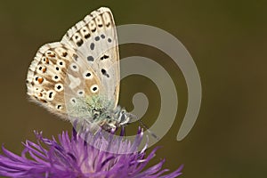 Bleek blauwtje, Chalk-hill Blue, Polyommatus coridon