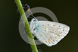 Bleek blauwtje, Chalk-hill Blue, Polyommatus coridon