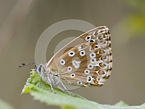 Bleek blauwtje, Chalk-hill Blue, Polyommatus coridon