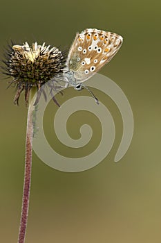 Bleek blauwtje, Chalk-hill Blue, Polyommatus coridon