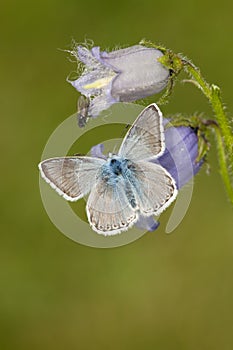 Bleek blauwtje, Chalk-hill Blue, Polyommatus coridon