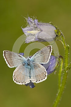 Bleek blauwtje, Chalk-hill Blue, Polyommatus coridon