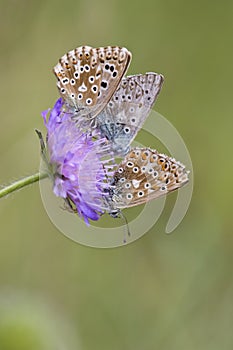 Bleek blauwtje, Chalk-hill Blue, Polyommatus coridon