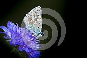 Bleek blauwtje, Chalk-hill Blue, Polyommatus coridon