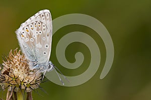 Bleek blauwtje, Chalk-hill Blue, Polyommatus coridon