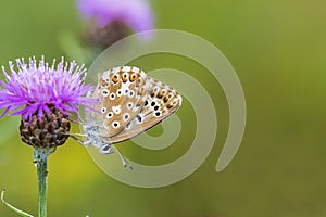 Bleek blauwtje, Chalk-hill Blue, Polyommatus coridon