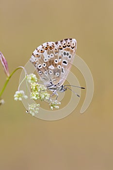 Bleek blauwtje, Chalk-hill Blue, Polyommatus coridon