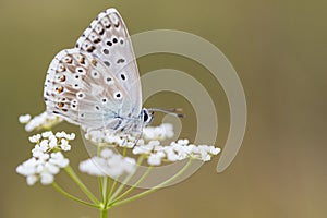 Bleek blauwtje, Chalk-hill Blue, Polyommatus coridon